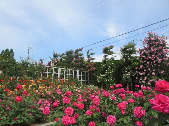 毎年、５月になると、霊山寺のバラが楽しみになってきます♪<br /><br />お寺でバラ園があるなんて、珍しいでしょ(*^_^*)<br />とても綺麗にお手入れされていて、毎年美しい花を見せていただいてます。<br /><br />お天気がいい日に、と思って、ちょっと雲は多かったのですが、行ってきましたヽ(^o^)丿