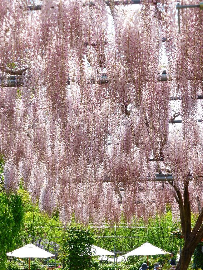 見頃の一歩手前ですが、あしかがフラワーパークに藤の花を見に行って来ました！<br />藤色の藤、淡いピンクのふじ、八重咲のフジ、たくさんのふじに囲まれてきました♪<br />淡ピンクの藤がちょうど見ごろで、とってもとってもキレイでみとれちゃいました。<br /><br />目玉の大藤は見ごろ前でした。<br />ちょうど見ごろになりそうなGWは仕事だし、もし休みだとしても人混みがすごそうだし、今回はこのピンクの藤で大満足です。<br /><br />次があったら、大藤が満開のころに昼・夜両方見てみたいです。