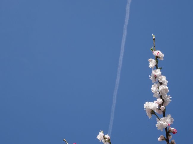 　以前から行きたかった長野県阿智村　月川温泉郷（げっせんおんせんごう）<br />　花桃の里へ行ってきました。　そして標高1400m　ヘブンそのはらに咲いている<br />　水芭蕉も見てきました。　素晴らしい　綺麗！