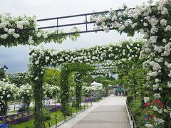 薔薇爛漫　みなとガーデンはクライマックスへ　【 ガーデンネックレス横浜/山下公園　2017.5.17 】