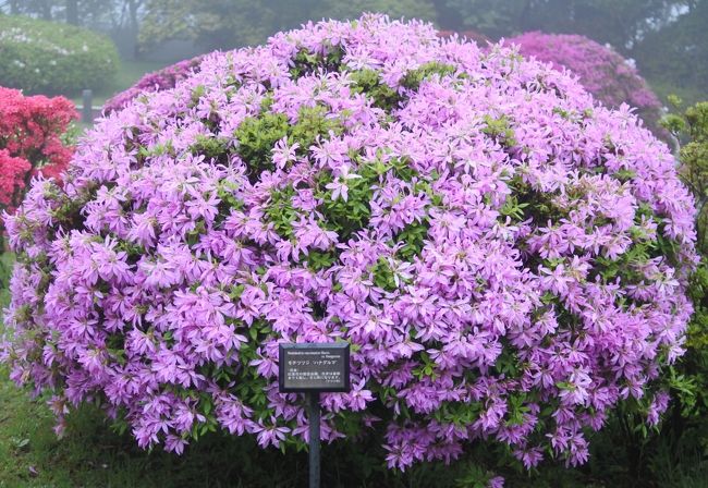 今回の宿は、芦ノ湖畔に建つ小田急山のホテル。<br /><br />昨年の訪問は、見頃最終日の翌々日あたりだったけど、すでに花弁が茶色だったり、ドライフラワーみたいだったりして（笑）<br /><br />ツツジはやっぱり、満開の少し手前がいいのかな？<br /><br />今年こそはと、3月頃、大型連休明けに予約を入れる。しかし、今年は開花が遅れそうな予感。キャンセルしたら、今度は空室が全くなくて焦る（笑）<br /><br />自身のスケジュールを考えると、行ける日は5月15日（月曜）のみ。ここがダメならまた来年くらいの気持ちでスタッフブログと空室情報を睨めっこ。開花が始まるのを待つ。<br /><br />5月08日 開花が始まりました<br />5月09日 開花が始まりました ← ホテル予約<br />5月10日 開花が始まりました<br />5月11日 3分咲<br />5月12日 3分咲<br />5月13日 3分咲<br />5月14日 5分咲<br />5月15日 5分咲 ← 今日はココ<br />5月16日 5分咲<br />5月17日 7分咲