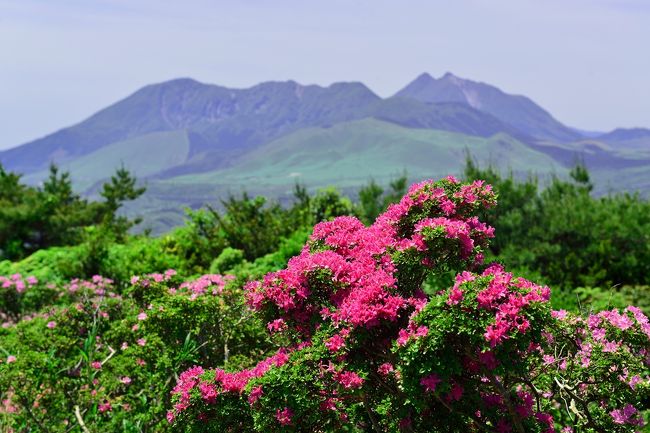 　５月10日に３分咲きだった経塚山のミヤマキリシマを再び鑑賞してきました。<br />　天気も良く、ミヤマキリシマもちょうど見頃を迎えており、可憐な花を十分堪能できました。加えてＰＭも少なく、鶴見岳や由布岳など周囲の山がすっきりと見えて、すがすがしい景色に恵まれました。　