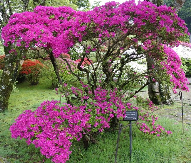 5月08日 開花が始まりました<br />5月09日 開花が始まりました ← ホテル予約<br />5月10日 開花が始まりました<br />5月11日 3分咲<br />5月12日 3分咲<br />5月13日 3分咲<br />5月14日 5分咲<br />5月15日 5分咲<br />5月16日 5分咲 ← 今日はココ<br />5月17日 7分咲<br />5月18日 見頃