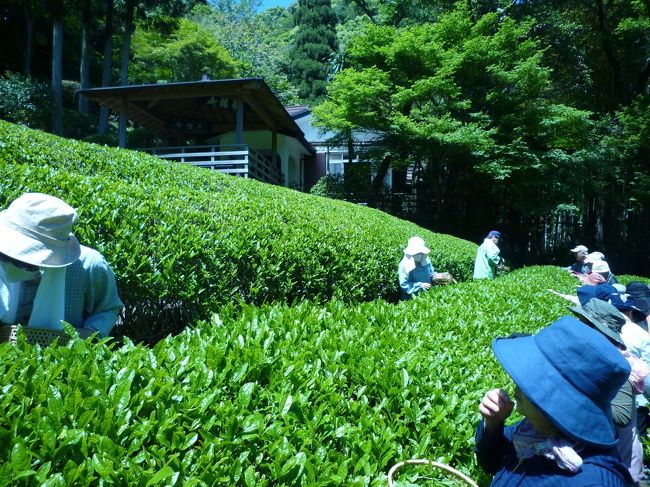 神戸市バス青谷バス停から妙光院の前を通って、摩耶山へと続く坂道を２０分程登るところに茶園「静香園」<br />が有ります。年に一度のこの時期に茶摘み体験です。