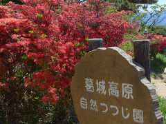 「一目百万本」葛城山・自然つつじ園！