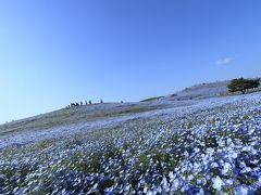 №3　関東ぐるーと一周ドライブの旅へ！　（静岡県～千葉県～茨城県～栃木県～山梨県）　第3～4日目【茨城県編】ひたち海浜公園のネモフィラ・水戸偕楽園・竜神大吊橋・袋田の滝を巡ります