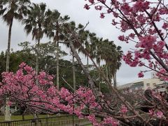 【2017JAL修行その3⑤】今度はOKA-HKG、荒天のお花見になった往復Fクラスの那覇買い出し旅（3日目その2＆4日目）