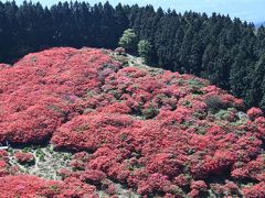 奈良県葛城山のツツジ園