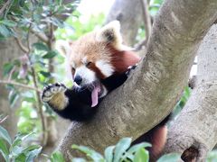 動物の赤ちゃんたちに会いに春の伊豆の動物園めぐり（４）熱川バナナワニ園：独り立ちしたみつばちゃん・よつばちゃんに会いたい！～楽しいくうちゃん＆よたよた歩きでよく動いていたまりもちゃん＆お気に入りのナッツくん～総勢14頭に会えた@