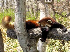 春のレッサーパンダ紀行【４】 釧路市動物園　残念！！キーパーさんに会えず、妊娠の可能性ありで展示見合わせ中のキンちゃんの様子を聞くことが出来ませんでした ＋ 【おまけ】アンノーン、ゲットだぜ！！