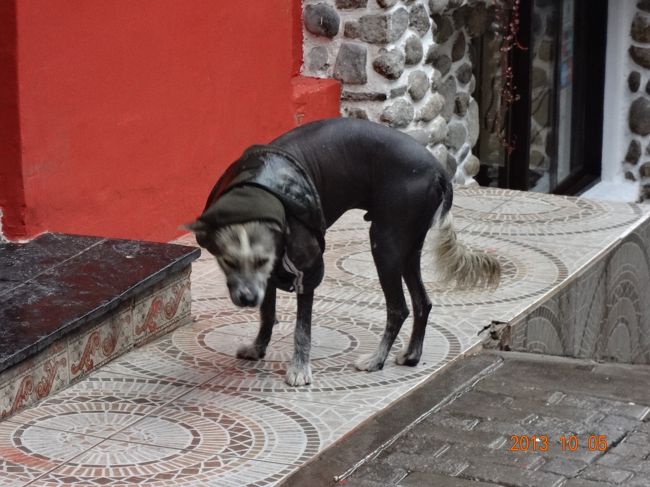 今日はウルバンバ川が作り出した谷、<br />“聖なる谷”の観光です。<br /><br />写真は早朝散歩で見かけた“インカ犬”っぽい犬。<br />ペルービアン・ヘアレス・ドッグというらしいけれど<br />これはミックスかな？<br />顔と尻尾、足先以外の身体に全く毛がありません。