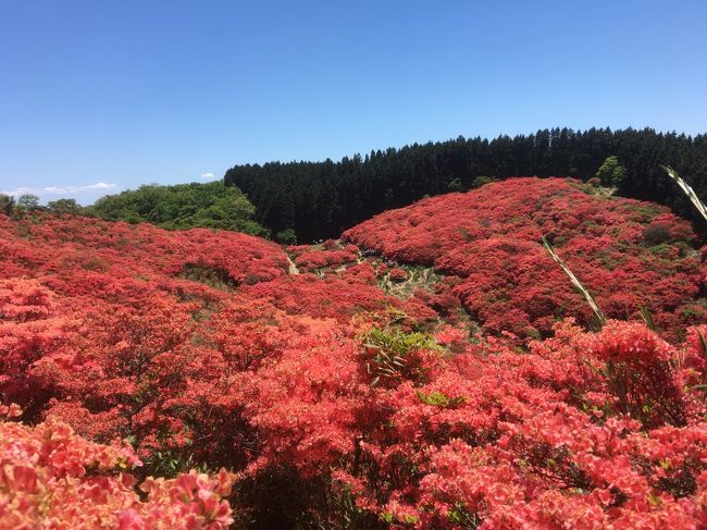 葛城山へハイキング<br />この時期にしか見れない　真っ赤なつつじを見に