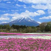 №5　関東ぐるーと一周ドライブの旅へ！　（静岡県～千葉県～茨城県～栃木県～山梨県）　第5～6日目【山梨県編】河口湖・山中湖花の都公園・山中湖長池親水公園・鳴沢氷穴・富岳風穴・富士芝桜まつりを巡ります