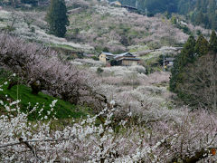 奈良県・賀名生（あのう）梅林に遊ぶ