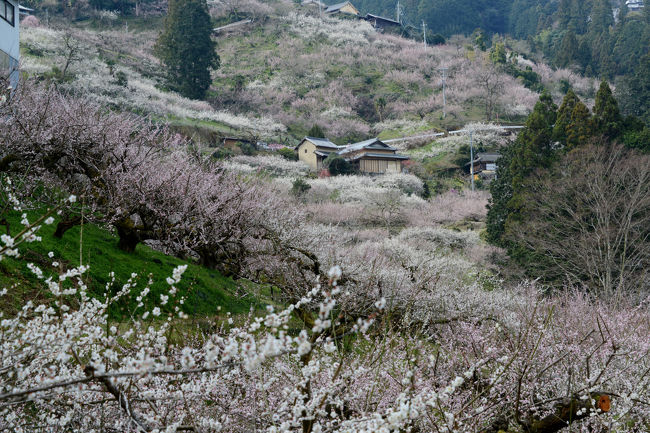 ３月下旬、未だ、梅の花が咲いているとの情報で、奈良県五條市へドライブする。<br />賀名生梅林は国道１６８号線沿い（十津川方面へ１２分）にあります。<br />丘陵を麓から中腹までおおいつくす梅林は、見応えがあります。<br /><br />・賀名生梅林<br />　五條市西吉野町には約３０haの梅林があります。早春の陽光を浴びて、純白や淡い紅色の２万本もの梅花が咲き、雲海のような幻想的な風景が広がります。口の千本、西の千本、奥の千本などの景勝ポイントがあります。賀名生（あのう）という地名は南朝時代に付いた由緒あるもので、周辺には賀名生皇居跡や歴史民俗資料館があります。梅酒や梅干しに欠かせない梅の実。南高、白加賀、林州などの品種があり、６月に収穫期を迎えます【五條市観光情報のページより】<br /><br />・五條市賀名生梅林のＨＰ<br />　　　　http://www.city.gojo.lg.jp/www/contents/1143608426161/index.html