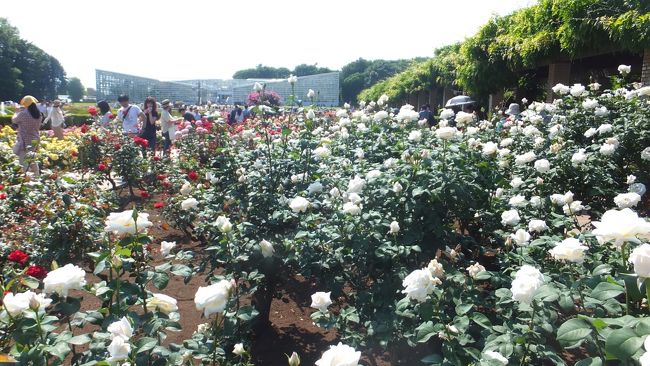 四季折々の草花があって１年中楽しめるという「都立神代植物公園」ですが、やはりバラが最高でしょう。<br />春のバラフェスタに行ってきました。<br /><br />美味しい深大寺蕎麦も食べました。