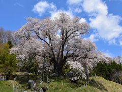  ローカルバスでゆく古殿町「越代の桜＆親子獅子の狛犬」2017（福島）