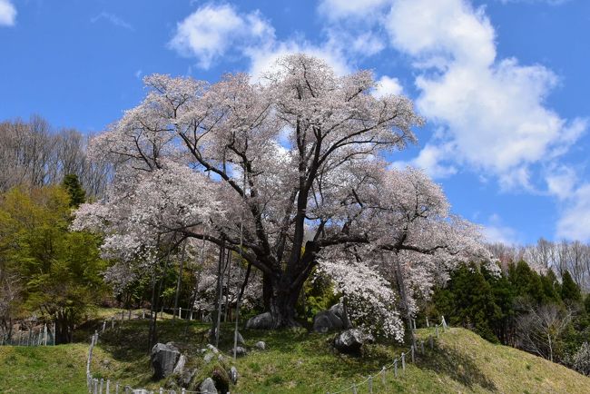 古殿町（ふるどのまち）は、阿武隈山系の標高300m～500mにあり、水郡線磐城石川と太平洋側のいわき市を結ぶ御斉所街道（県道4号線）の途中にあります。<br />古殿という地名は古より代々領主が隠居し八幡神社を守護していた際に古記殿を居館としていたことから、この地を「古殿」と呼ぶようになりました。<br /><br />「越代の桜（こしだいのさくら）」は、古殿町大久田越代地区にあり、樹齢約400年、高さ20mもあるヤマザクラの大木です。<br />花の開花は福島県内で最も遅く、今年（2017年）の見頃は5月2日。古殿町ホームページから現地の開花状況をライブカメラの画像にて確認ができます。<br /><br />古殿八幡神社には昭和7年（1932）石工「小林 和平（わへい）」が彫り上げた親子獅子の大作があります。<br />和平は昭和5年（1930）の石都都古和気神社（いわつつこわけじんじゃ、石川町）の親子獅子を皮切りに、昭和9年までの5年間に狛犬の傑作品を彫り上げています。<br />親子獅子の解説は、「たくき よしみつ」著の書籍「神の鑿（のみ）」を参照しています。<br /><br />今日は新白河から福島交通の路線バスで石川町まで横断し、そこからタクシーで「越代の桜」まで行きます。<br />「磐城石川駅」から「越代の桜」手前まで路線バスがあるのですが、朝と昼しか便がなく、行きにタクシー、帰りにバスを利用します。<br />古殿八幡神社の親子獅子は古殿町中心街から歩いて見に行きます。<br />