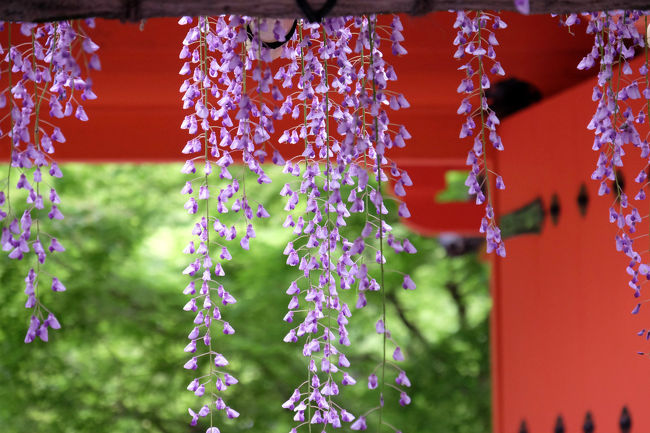 奈良旅も最終日　まだまだ見たい所は沢山ありますが<br /><br />奈良での予定時間は残り少ない<br /><br />朝食もそこそこに　春日大社へ　評判の藤の花を見に行く事に。