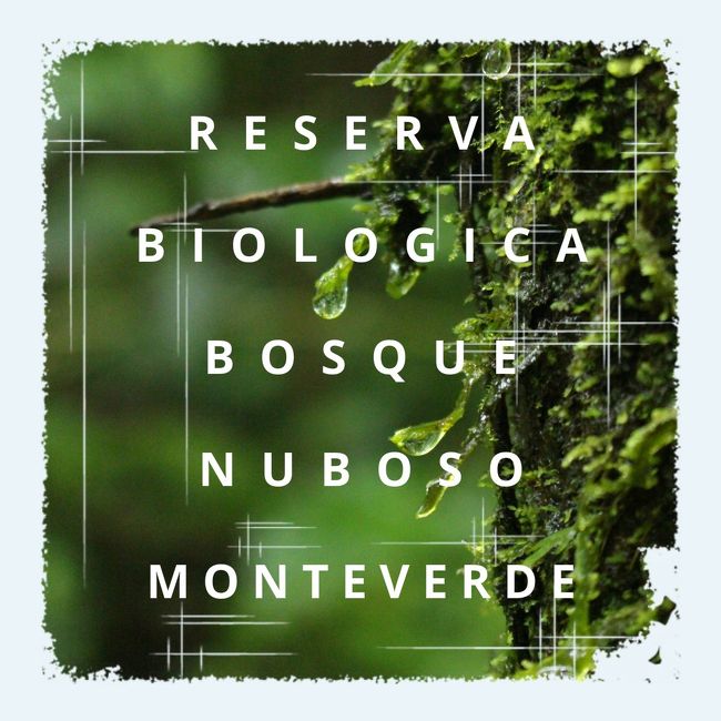 コスタリカ旅行 Day4 モンテベルデ自然保護区でびしょ濡れ森林浴