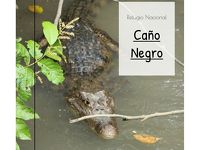 コスタリカ旅行 Day6 カーニョ・ネグロ野生保護区