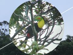 コスタリカ旅行 Day5 クリ・カンチャ保護区で野鳥観察