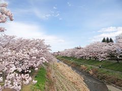 花の八王子　南浅川桜並木と都立陵南公園