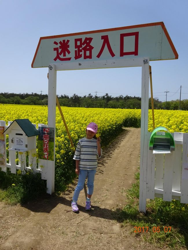 １週前に用事があって車で通ったときに広大な菜の花畑が目に入りましたので、日を改めて行ってきました。<br />今回の目的地は、秋田県由利本荘市西目町の道の駅に隣接する菜の花畑とハーブ園です。<br />菜の花畑は広大（３ヘクタールあるそうです！）で、この時期はそこに迷路を作っていました。結構本格的で大人でも迷ってしまいますし、時間もかかります。クイズラリーもやっていて問題が書いてある看板を探すのがこれまたひと苦労。こどもは楽しく過ごしていました。迷路の花畑の道路向かいは自由に摘み取ることができるエリア。これもうれしいサービス。<br />　小さな物見台から見渡す菜の花畑は絶景でした。なお、もう少し早い時期は桜並木をバックにした菜の花畑…というさらに絶景が見られるようです。この花畑にはハーブワールドAKITAという施設が隣接されています。こちらは別な旅行記で報告します。