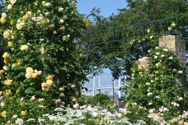 今年の春は、「ガーデンネックレス横浜2017」で横浜の街は１００万本の花々で彩られている。<br />天気の良い日に久しぶりに「港の見える丘公園」を訪れた。<br /><br />港の見える丘公園は、昨年大規模にリニューアルされて、従来のバラ園は素晴らしいイングリッシュローズガーデンに生まれ変わった。150品種のイングリッシュローズは、予想をはるかに上回る見違えるようなローズガーデンになった。<br />