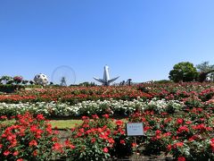 大阪万博記念公園・自然文化園「平和のバラ園」をホロホロ散歩。（2017）