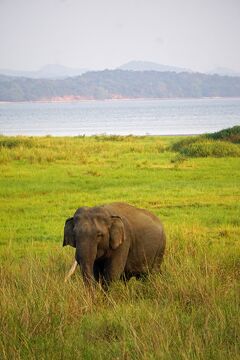灼熱のスリランカ（5）広大なポロンナルワ遺跡を彷徨い歩いた後のミンネリア国立公園で野生の象に出合い、シーギリヤを目指す。