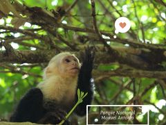 コスタリカ旅行 Day9 マヌエル・アントニオの動物はガイドなしでも見つけやすい