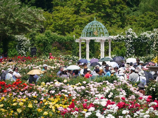 千葉八千代・世界有数のバラ育種会社“京成バラ園芸のローズガーデン”を訪れて
