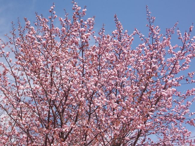 この連休は快晴で暑いくらい<br /><br />蕾だった桜も一気に満開となりました