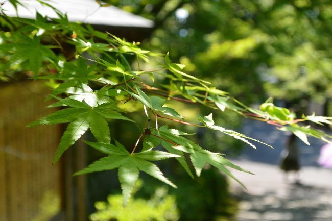 ２０１７年５月　緑溢れる幻想的な京都日帰り旅（後編）～「蓮華寺」～「曼殊院門跡」～「詩仙堂」～「一乗寺中谷」～