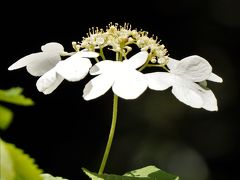 新緑の中、神戸市立森林植物園をのんびりと散策