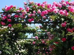 春バラが香る♪港の見える丘公園・山下公園〔ガーデンネックレス横浜2017〕
