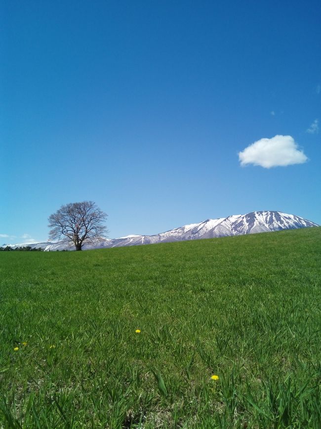 2017’ＧＷの旅は、大好きな東北めぐりの旅<br />まずは、通りかかったことはあるけど、泊まった事のない岩手県盛岡をめざし<br />５月１日の仕事終わりに向かうことに！<br />１９時には、金沢から高速に乗り、のらりくらりと向かいます。<br />小矢部で夕飯を食べ、ひたすら走ること７００キロほどｗ<br />盛岡入る手前の岩手県紫波ＳＡで、２～３時間仮眠をとりました。<br />５月２日の朝食は～<br />7：00<br />■福田パン<br />テレビで以前拝見していた通り、コッペパンに早業のようにクリームを塗る<br />お姉さまが素敵でｗ<br />本当は５個ほど買いたい気持ちを抑え、ひとり２個厳選し、購入してきました。<br />甘い系とお惣菜系。<br />ＯＰＥＮちょうどに着いたのだけど、１０人強並んでたかな？<br />ちなみにＧＷ中日とは言え平日の早朝ですので、人気店なのがわかりますね～<br /><br />パンを購入し、続いて向かうは・・・<br />■小岩井農場<br />ちなみに、この日の朝某５チャンネルのお天気お兄さんが小岩井から生中継で<br />放送をしていたので、もしかしたら会えるかなーなんて期待しながら向かいました。<br />ハイ！会えました♪<br />いやぁ、スマートでお優しい方で親近感が湧きました。いい人～<br />写真撮っていただいて、握手していただいて、お天気も最高だったので、いい日でした。<br />さて、８時過ぎに小岩井の駐車場についた私たち<br />ここで、腹ごしらえ。<br />先ほど購入しました、福田パン６種を３分割して、みんなで分けていただきました。<br />パンがふわふわで多少もっちりもありつつ、何にでも合うようにできてるこっぺ素敵です。<br />いくつでも食べれる～ｗ<br /><br />小岩井では、トラクターに引かれて、１００年杉の森を探索するツアーに参加<br />６０分ひとり1,000円。<br />綺麗な景色と新鮮な森の空気が気持ちよかったです。<br />小岩井の歴史も知れて良かったです。<br /><br />お土産買って、ヨーグルト買って、牛乳と福田パンのあんホイップをいただき<br />とっても漫喫して帰ってきました。<br />しかし・・・１０数年前は羊と触れ合えたのに、今はできないみたいです。<br />あ、１本桜も見に行ってきましたが、残念ながらまだ桜は咲いてなかったですけど<br />それでも、めっちゃきれいなトコロでした。<br /><br />お昼すぎに小岩井を後にして、今宵のお宿へ向かいます。<br />■ホテルロイヤル盛岡<br />１階にスタバがあり、すごソコに百貨店がある、以外と立地が良いホテルでした。<br />「カワトク」と言う百貨店にてお土産を買い<br />「らら・いわて」と言う物産館を物色しに行きました。<br />下調べをしておりました光源社の「くるみクッキー」が欲しかったのですが～<br />製造元の横澤パンの「くるみクッキー」がありましたので、大量買いをしてしましました。<br />弁慶のホロホロ漬けや、岩手のお酒等を購入、お土産買うとテンションあがりますね～<br /><br />さて、今宵の夕飯の時間です。<br />■食道園<br />盛岡冷麺を検索すると必ず出てくるお店なのです。<br />行列をなしていると良く書いてあるので、開店待ちくらいの時間に行きました。<br />言うても、平日なので心配するほどもなく、すぐに案内されました。<br />焼肉をたべつつ、冷麺をいただきました。<br />噂通り、美味しい。出汁が美味い。<br />お酢をかけると尚美味い！のですが・・・周りの方誰もかけてないのよね。<br />美味さ倍増するのになぁｗ<br /><br />なんやかんやと有り<br />ゆっくり寝まして(前日寝てないようなもんなのでｗ)<br /><br />翌日のお昼は…<br />■白龍（パイロン）<br />こちらもじゃじゃ麺で検索すると必ず出てくるお店。<br />１０時くらいに行ったけども、２組くらい待ってる状態。<br />２０分程待ったかな？そのうちにまた行列が長くなるって感じ～<br />お店の方も「もう数えたくない…」とか漏らしてたけどｗｗｗ<br /><br />お味は…めっちゃ好みです!!!!<br />見た目だけで判断してたけど、こんなに美味いと思ってなかったので<br />カルチャーショックな感じ！うまーーーーい♪<br />近くにあったらやばーーーい。<br />こちらも、自分好みに味変出来るので、自家製ラー油とお酢をたっぷりかけて<br />色が変になるまで混ぜに混ぜていただくのです。<br />大盛りでもイケル～♪<br />食べ終わったら、玉子を割りいれゆで汁を入れていただいて、チータンタンも頂きました。<br />こちらも、自分好みの味に出来るのでお酢とラー油で、酸辣湯のようにして<br />最後の最後まで楽しんできました。<br />うまかった！！！<br />自家製ラー油が売っていたので、購入してきました。<br />これがいい感じに辛くて美味いのです。<br /><br />早めのランチで白龍を後にし、「らら・岩手」にて最後の追い込みお土産を買い<br />早々に、盛岡から秋田へ向かいます。<br /><br />道すがら、地元のスーパーでお買いものってのも、旅の醍醐味～<br />チルドの冷麺とじゃじゃ麺を購入し、岩手を後にしました。