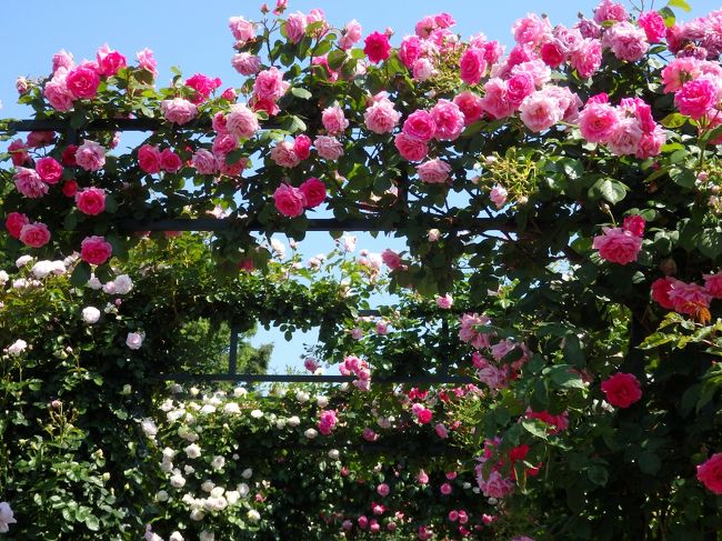 5月の花と言えば、バラ。いくつか見に行きたいと思っていたバラ園があったけれど、トラベラーのmomotaさんの旅行記を読んで、行先を変更！！<br />去年の秋に訪れた港の見える丘公園や山下公園にバラや花々が溢れていると知り、その様子を見たくて訪れることに。<br /><br />横浜では6/4まで緑化フェア「ガーデンネックレス横浜2017」を開催中。<br />元町・中華街駅からアメリカ山公園経由で港の見える丘公園、山下公園の２会場を訪れ、バラの甘い香りに包まれながら、花々がいっぱいに咲き誇るお庭の散策を楽しんできました♪<br /><br />花の写真だけですが、よろしければご覧ください～。