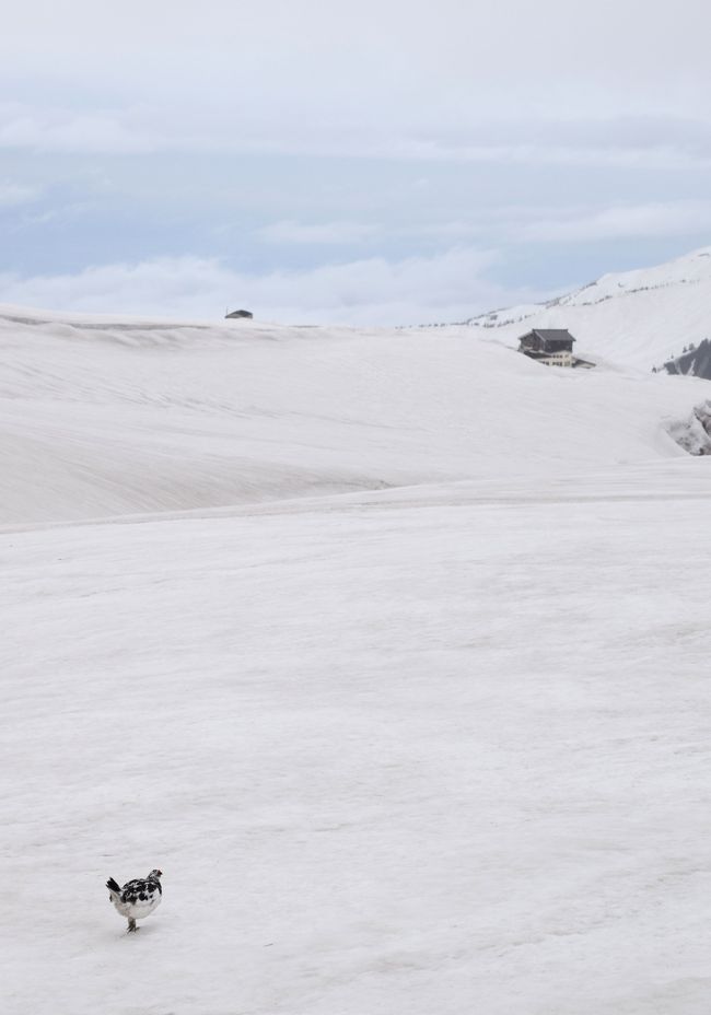 ★街十色～ 立山黒部アルペンルートのいろ　 ーその２ 雪の大谷 のるみるのる篇★ 