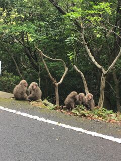 屋久島旅行３泊４日＋α　素晴らしい自然、食、そして人〔その４：５／５屋久島１周ドライブ後に帰阪のはずが、欠航に・・・・〕（２０１７年ＧＷ）