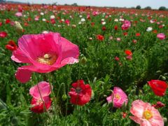 第7回こうのす花まつり2017～日本一広いポピー畑に満開のポピーを見に行く～