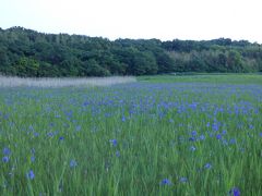 国指定史跡　カキツバタ群生地