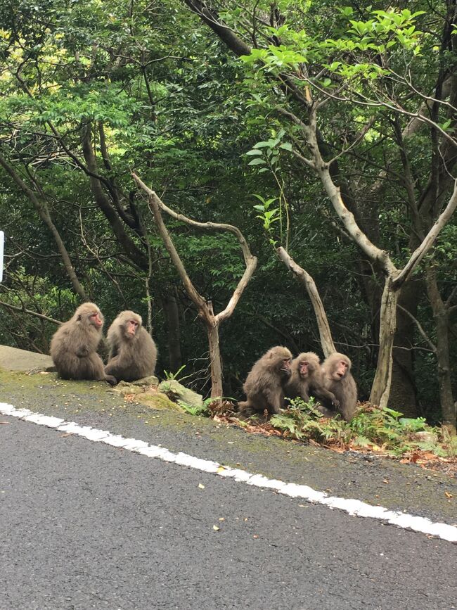 ２０１７年のＧＷは、念願の屋久島旅行。目的は、縄文杉、そしてウミガメシュノーケル。<br />旅行代金が高くなるのはわかっていましたが、どうしても行きたいということで、前年の１０月にＪＡＬパックで申し込みました。<br /><br />４日目は、屋久島１周ドライブ。島の各地にある名所を巡って、夕方には大阪に向けての飛行機に乗ることにしておりました。しかし、途中から雨が降ってきてしましました。そして、レンタカーを空港で返そうとしたとき、その雨が原因で、まさかのハプニングに見舞われました。<br /><br />〔今回の日程〕<br />　初日：宮之浦観光<br />　２日目：縄文杉ハイキング<br />　３日目：永田浜見物とシュノーケル<br />　４日目：島１週ドライブ