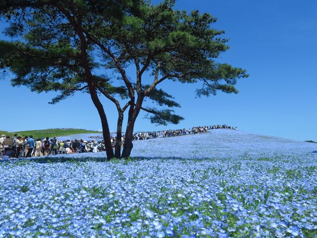 日頃マンション花壇でガーデニングクラブに所属している私。<br />昨年初めてネモフィラを植えてみたら、素敵なブルーの花がすべて上を向いてぷっくり咲き、すっかりファンになりました。<br /><br />ところで、関東のネモフィラ好きなら一度は訪れたい場所があります。<br />それは茨城県の「国営ひたち海浜公園」。<br />GWの頃、丘一面がネモフィラでおおわれるのです。<br /><br />最初、電車で行こうと調べてみたら、ひたち海浜公園までの運賃だけで特急券込み往復6,600円かかることがわかりました。<br />駅からタクシーを使うと、交通費だけで１万円ぐらいかかりそうです。<br /><br />それならバスツアーの方が安くて便利。<br />クラブツーリズムの日帰りバスツアーを見つけ、一人参加でさくっと行って来ました。<br /><br />茨城県の国営ひたち海浜公園に加え、栃木県のあしかがフラワーパークへも行っちゃうという、花好きにはたまらないツアーです。<br /><br />本旅行記では、日帰りツアーの前半、国営ひたち海浜公園での花鑑賞の様子を取り上げます。<br /><br /><br />～＊～＊～＊～＊～＊～＊～＊～＊～＊～<br /><br />ツアースケジュール（★印は本旅行記で取り上げた場所）<br /><br />　午前８時半　千葉県の地元を出発<br />　　　↓<br />★国営ひたち海浜公園（ネモフィラ・チューリップ鑑賞　120分）<br />　　　↓<br />　あしかがフラワーパーク（藤の花鑑賞　120分）<br />　　　↓<br />　午後９時（予定より２時間遅れ）　地元着 