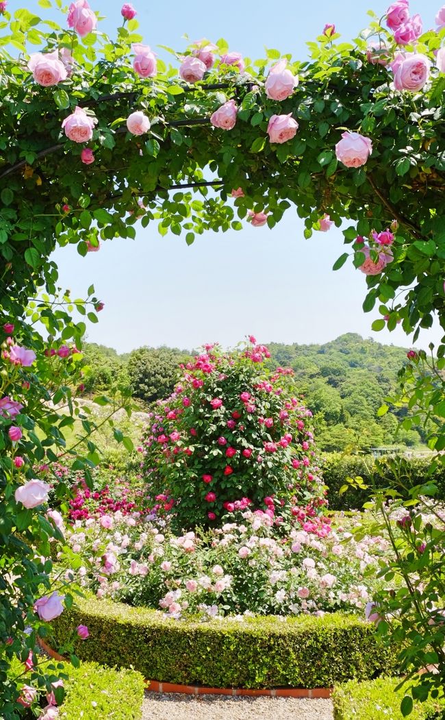 バラが見頃の 泉南イングリッシュローズガーデン を訪ねて 阪南 岬 大阪 の旅行記 ブログ By Akikoさん フォートラベル