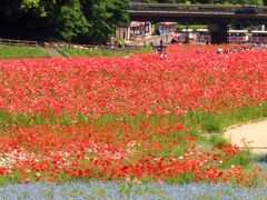 くりはま花の国～満開のシャーレーポピー