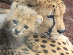 動物の赤ちゃんたちに会いに春の伊豆の動物園めぐり（２）伊豆アニマルキングダム猛獣編：チーターの五つ子の赤ちゃん元気いっぱい！～のんびりライオン＆可愛いホワイトタイガー