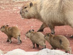 動物の赤ちゃんたちに会いに春の伊豆の動物園めぐり（３）伊豆アニマルキングダム・ウォーキングサファリとふれあい広場編：まだ人慣れしていないカピバラの三つ子ちゃんと寝ぼけなマーラの赤ちゃんに会えた@