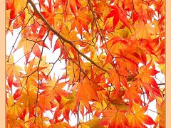 Solitary Journey ［1833］ 秋色に彩られた西中国山地は赤色や黄色で染まった紅葉でいっぱいでした！＜もみの木森林公園＞ 広島県廿日市市